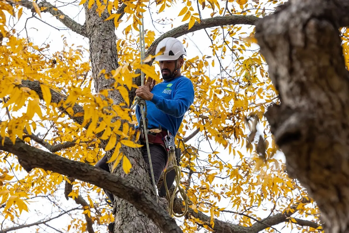 Skilled Tree Planting crew working in Perry